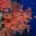 coral_soft_bro_l_ni_v_0503_egy1894.jpg